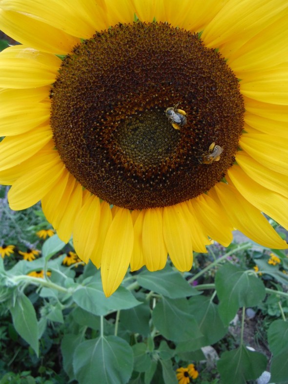 Sunflower with bees_Toronto Ontario Canada_August 2016