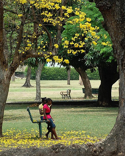 Under a yellow Poui tree in Hope Gardens